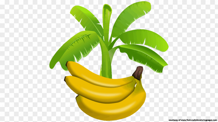 Banana Tree Leaf Food Clip Art PNG