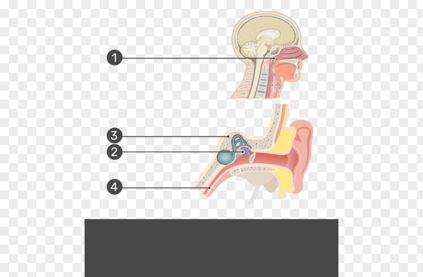 Ear Test Eustachian Tube Nasopharynx Middle Levator Veli Palatini PNG