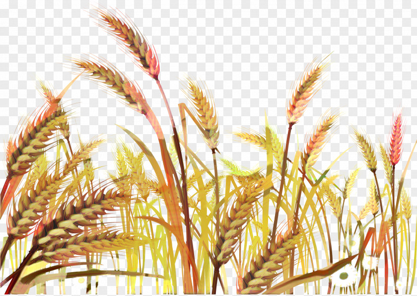 Einkorn Wheat Grain Drawing Of Family PNG