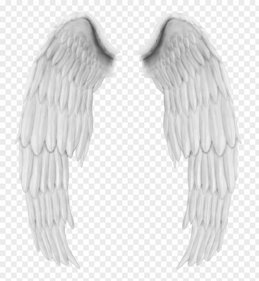 Fashion Album Angel Wings Buffalo Wing PNG