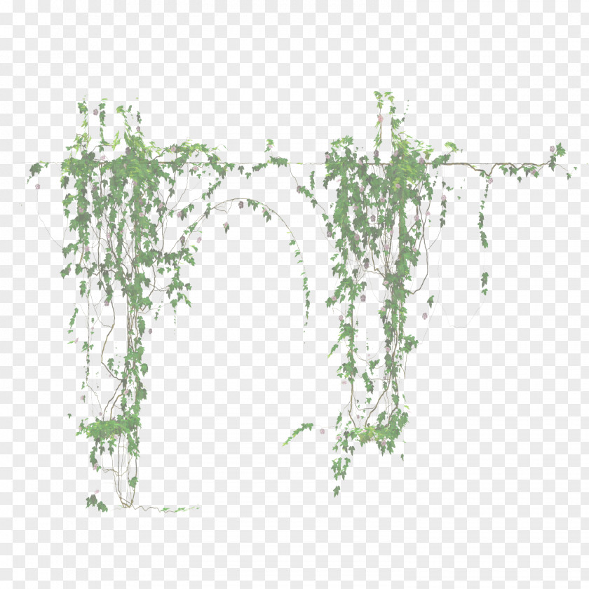 Ivy Family Flower PNG