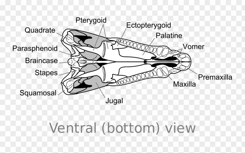 Skull Dimetrodon Synapsid Edaphosaurus Dinosaur PNG