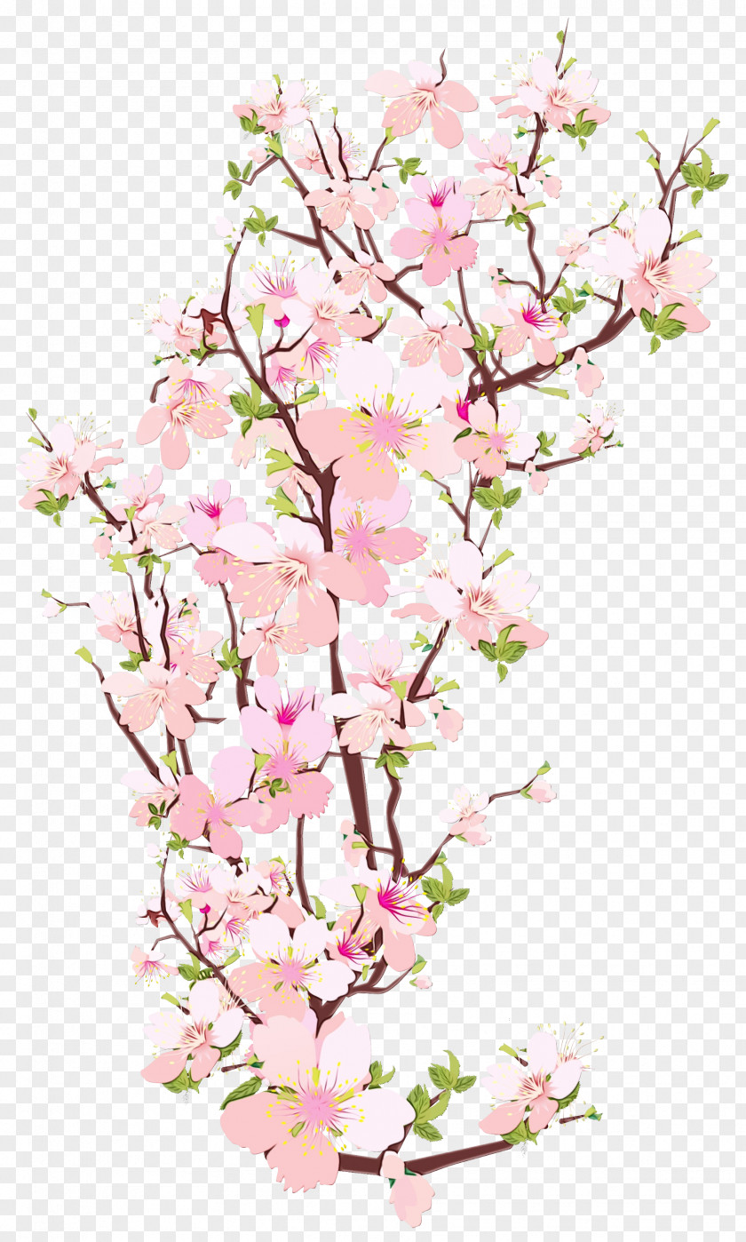 Twig Petal Cherry Blossom Tree Drawing PNG