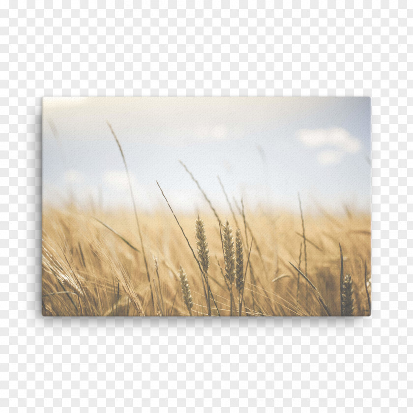 Wall Mockup Wheat Belly: Lose The Wheat, Weight, And Find Your Path Back To Health Food Breakfast Eating PNG
