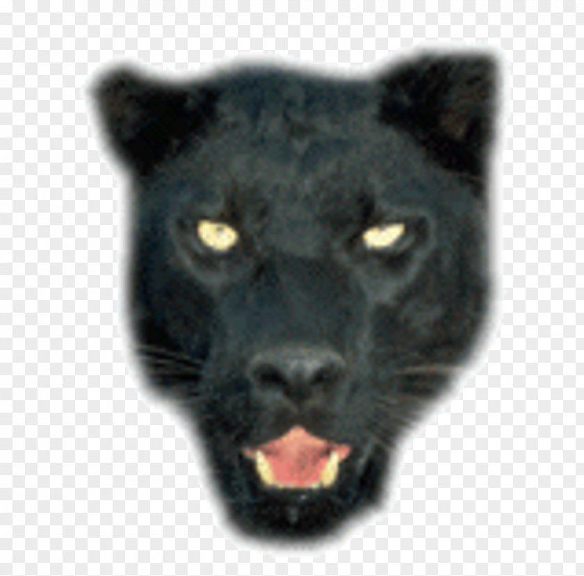 Black Panther Jaguar Leopard Tiger Lion PNG