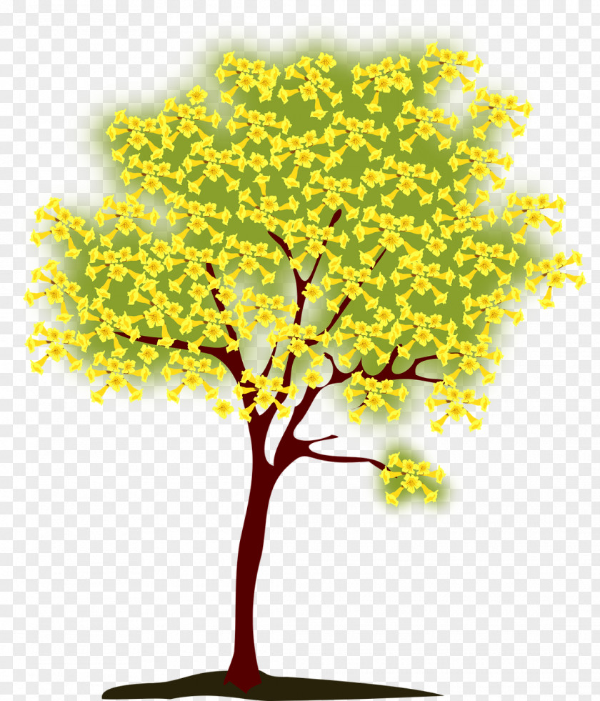 Blooming Tree Handroanthus Chrysotrichus Clip Art PNG