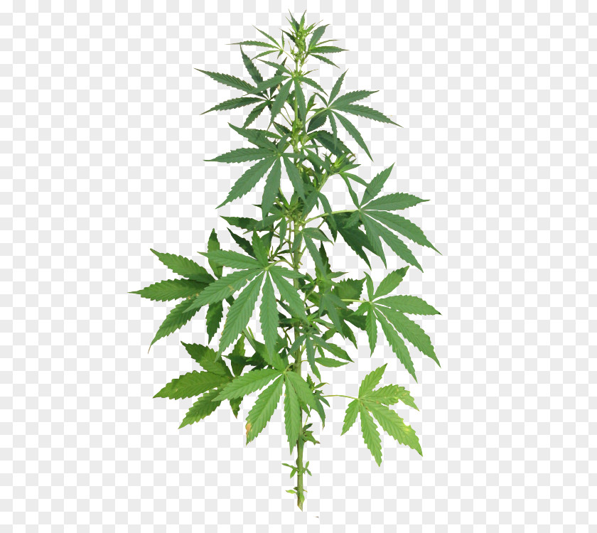 Cannabis Medical Sativa Clip Art PNG