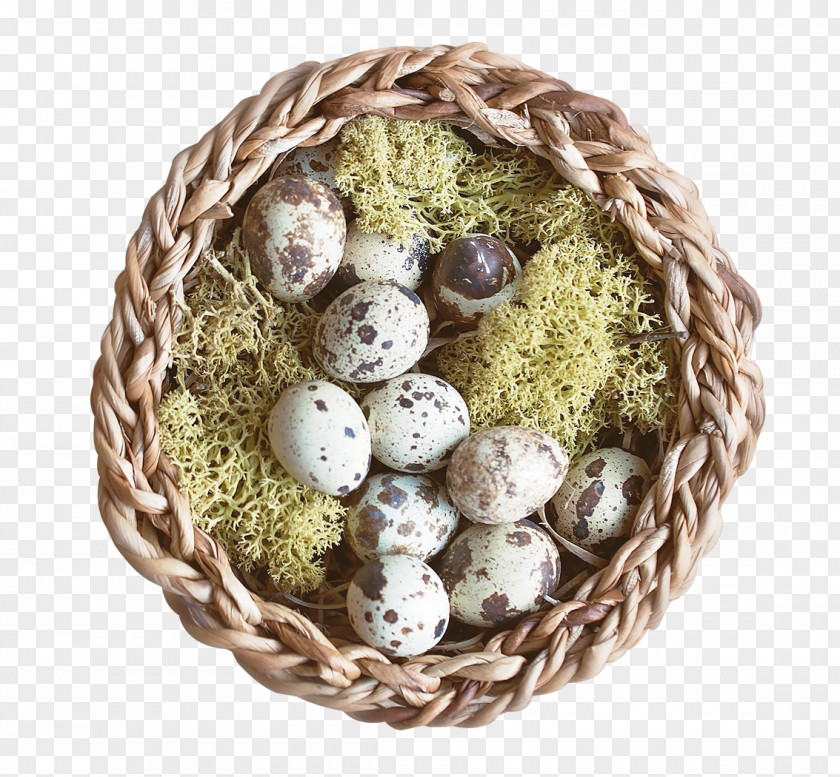 Nest Bird PNG