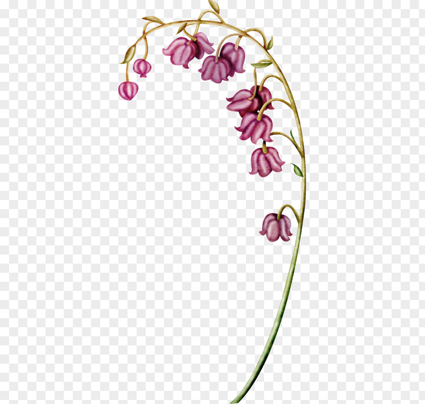 Pink Lily Of The Valley Flower Euclidean Vector PNG