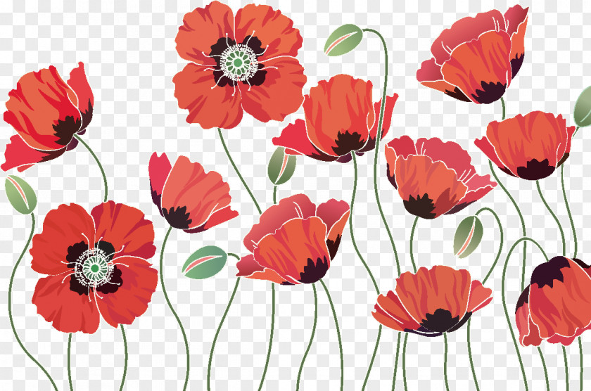 Poppies Common Poppy Opium Remembrance Flower PNG