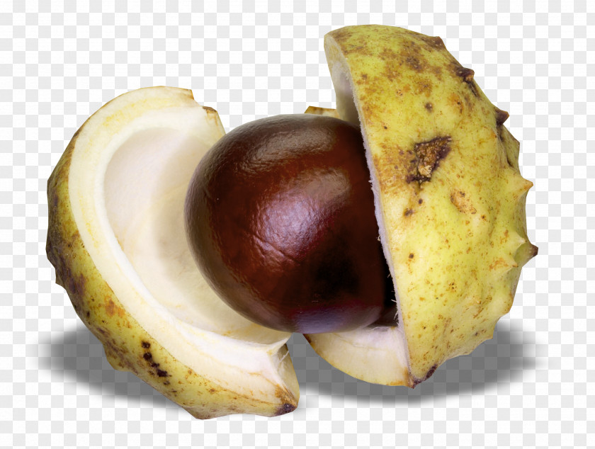 Chestnut Picture Clip Art PNG