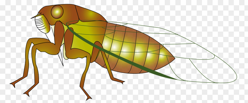 Countrywestern Dance Insect Cicadidae Clip Art PNG
