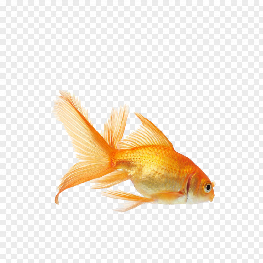 Goldfish Koi Carassius Auratus Aquarium Fish Feed PNG