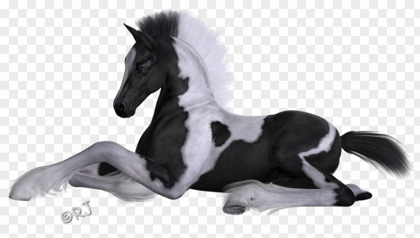 Mustang Mane Stallion Pony Halter PNG