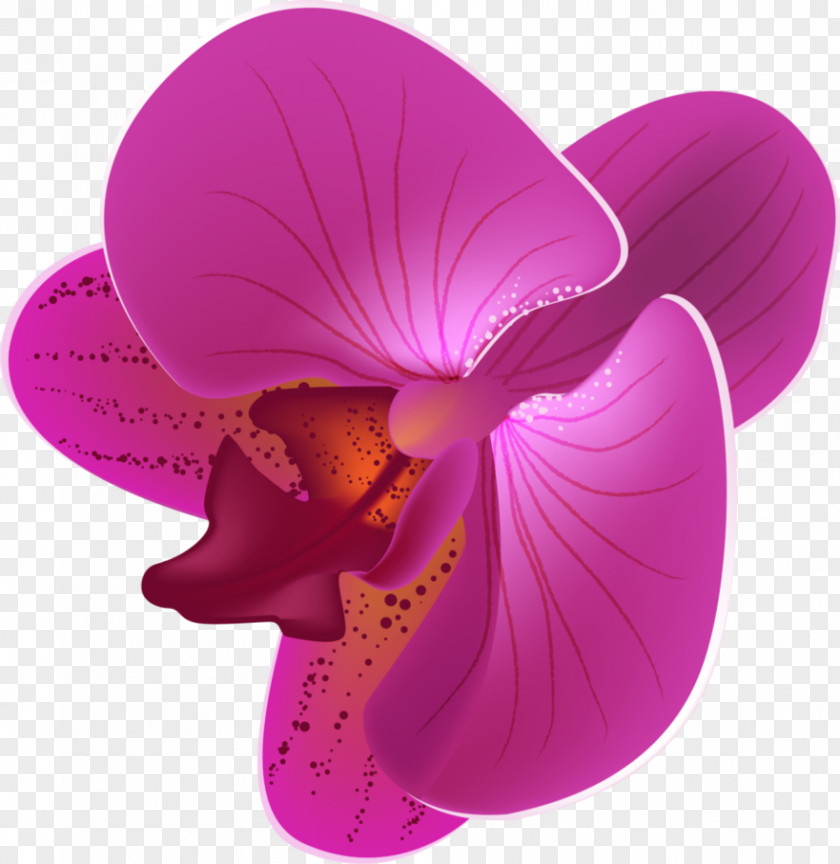 Orchid Flower Moth Orchids PNG