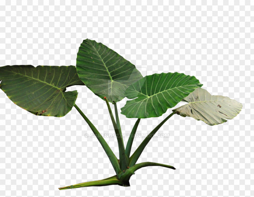 Plant Colocasia Gigantea Tropical Rainforest Tropics PNG