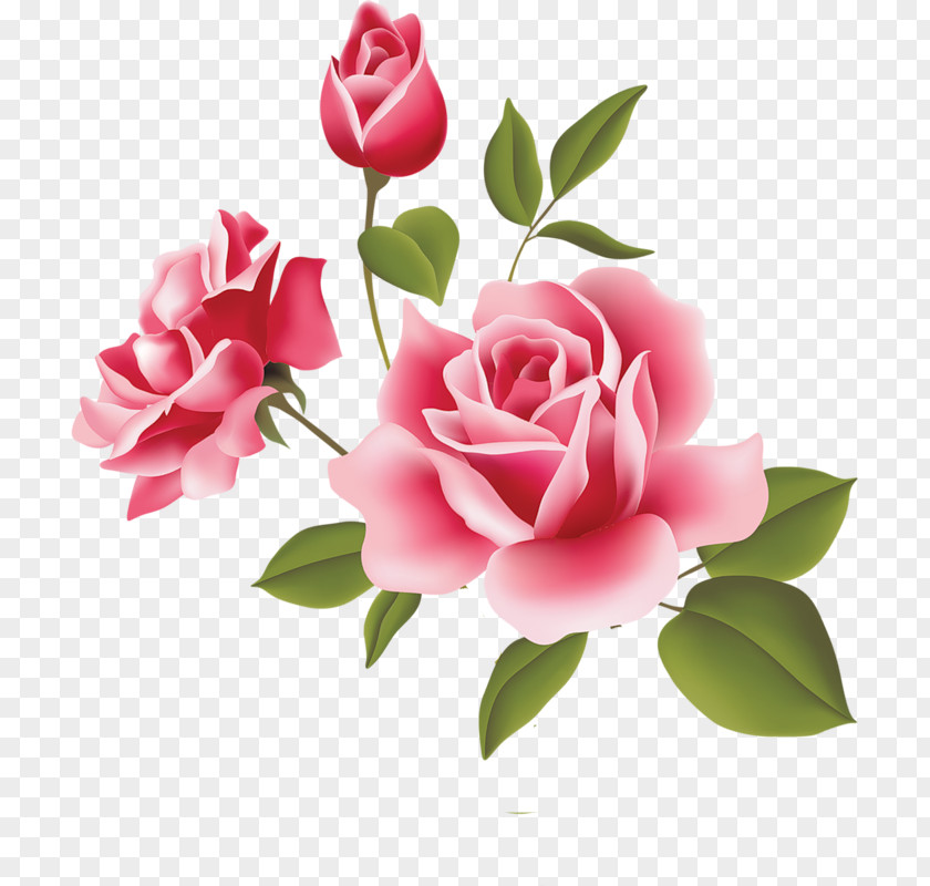 Apricot Blossom Vector Love Otto Florist & Gifts Flower Community Of The Lady All Nations Drawing PNG