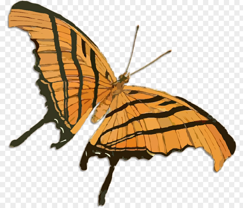 Butterfly Drawing Clip Art PNG