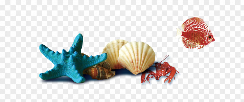Conch Shells Decorative Seashell PNG