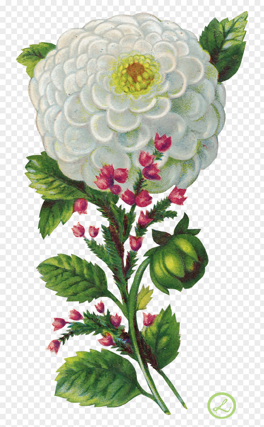 Gladiolus Animation Flower Clip Art PNG