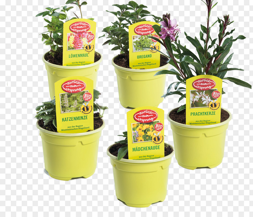 Kind Garten Herb Flowerpot Product PNG