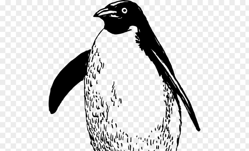 Penguin Emperor Bird Drawing Clip Art PNG