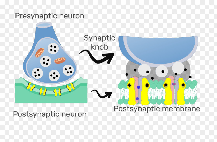 Postsynaptic Potential Chemical Synapse Neuron Neuroscience PNG