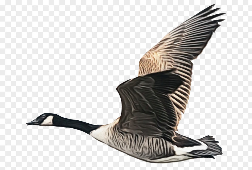 Wing Beak Bird Canada Goose Water Waterfowl PNG