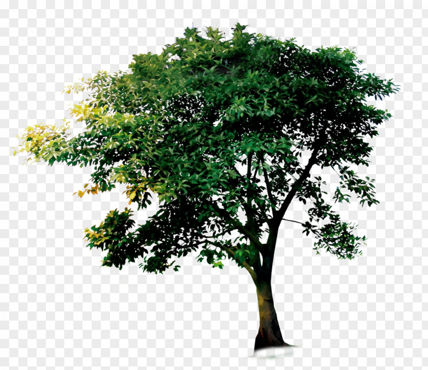 Arbor Day PNG