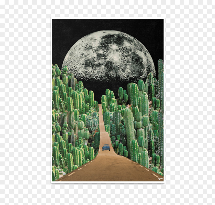 Collage Art Quadro Cactaceae Picture Frames PNG