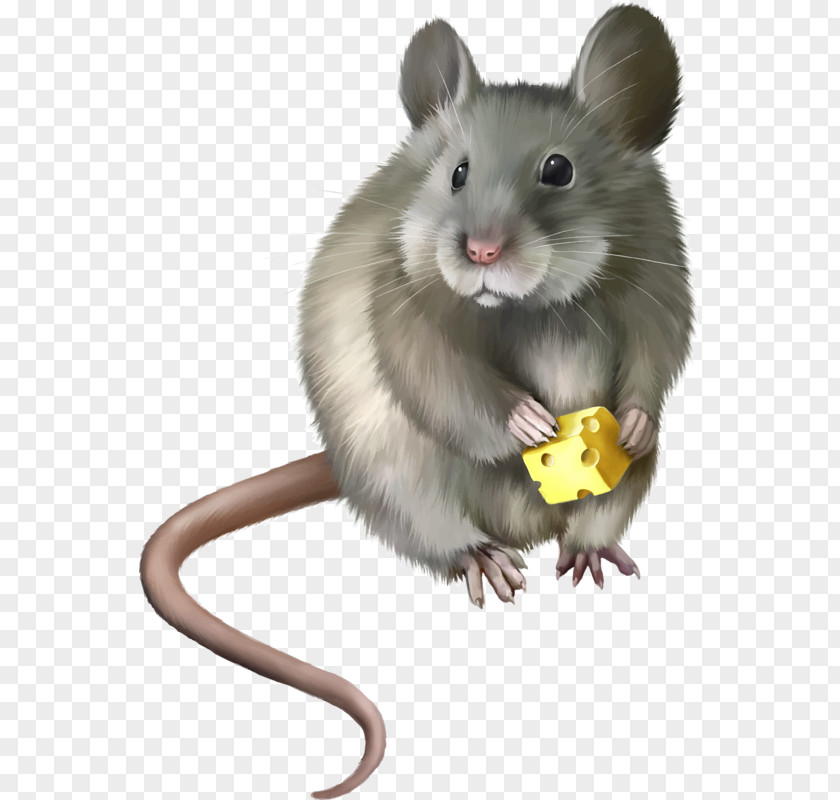 Mouse Computer Laboratory Rat Clip Art PNG