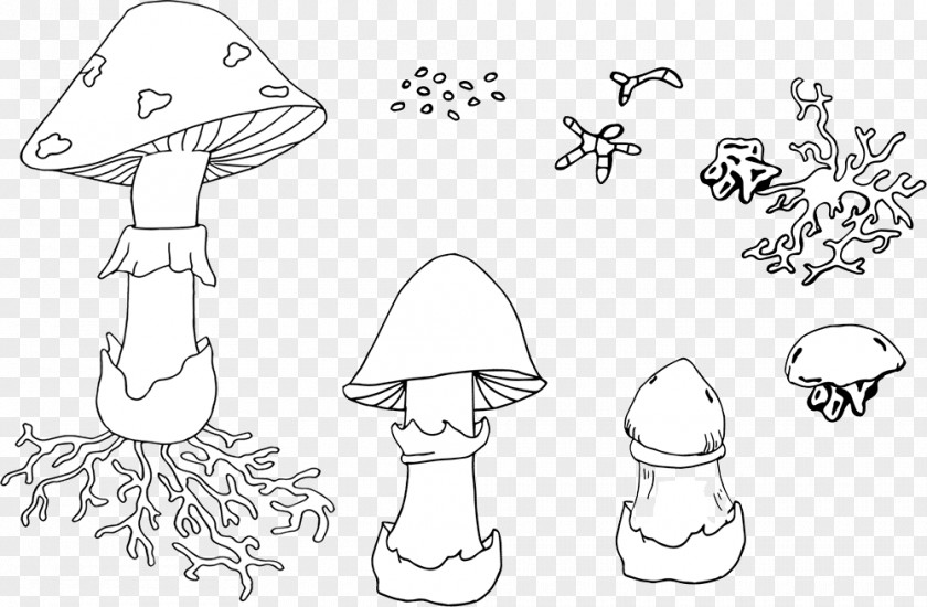 Mushroom Gilled Mushrooms Fungus Drawing Illustration PNG