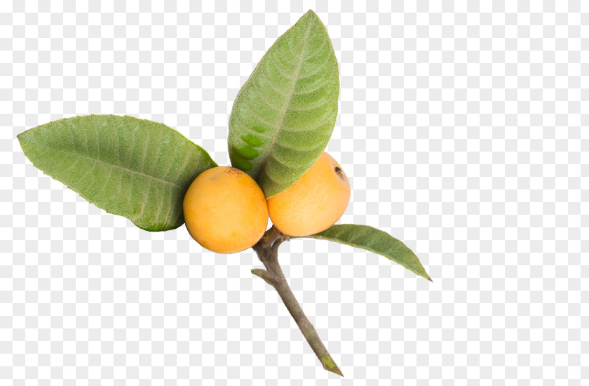 Dry Fruits Rangpur Food Loquat Fruit Tree Calamondin PNG