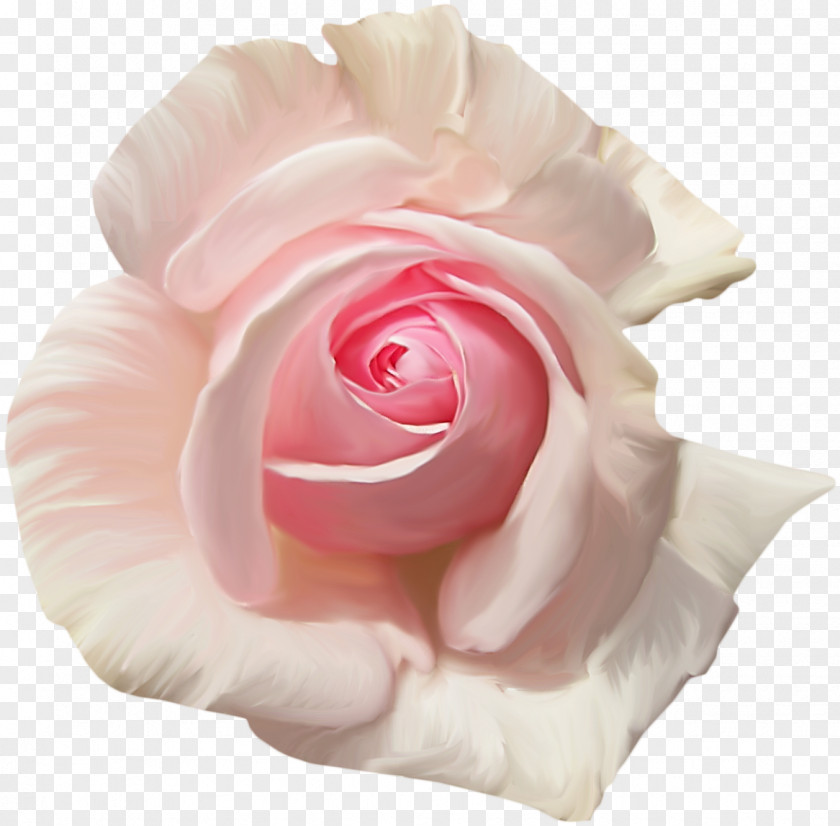 Cartoon Creative Decorative Floral Illustration Garden Roses Centifolia Flower Pink Clip Art PNG
