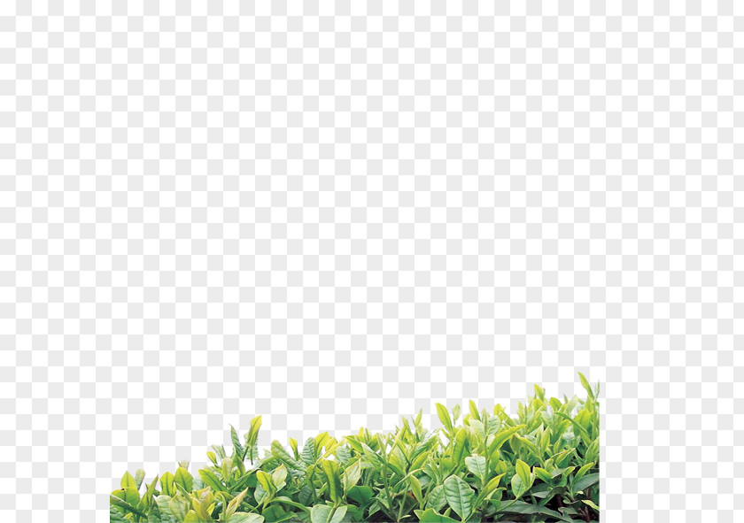 Green Leaves Tea Oolong Organic Food White PNG