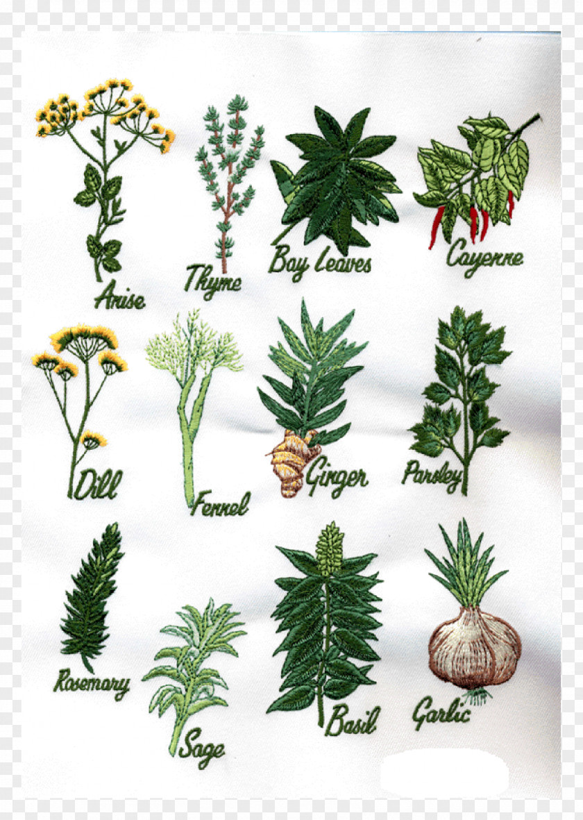 Medicinal Herbs Herb Flowerpot Pine Evergreen PNG