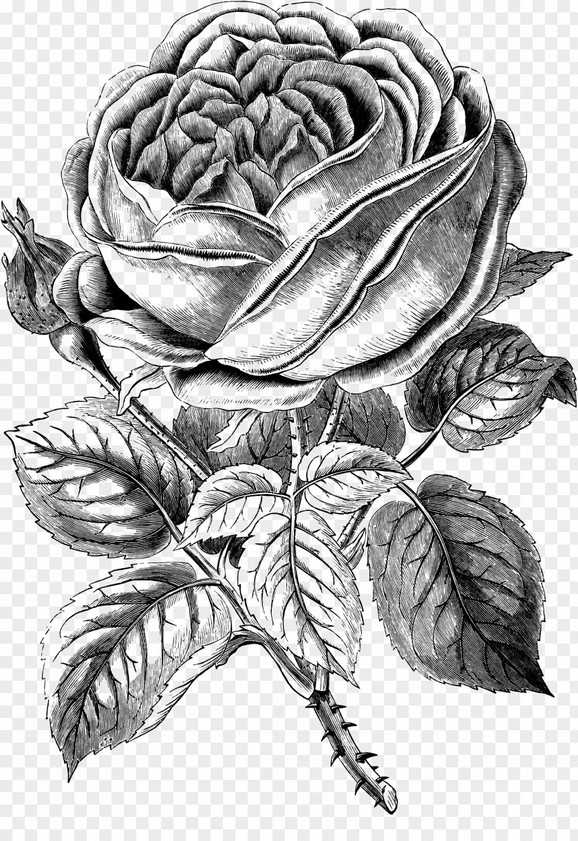 Old Clipart Black And White Rose Clip Art PNG