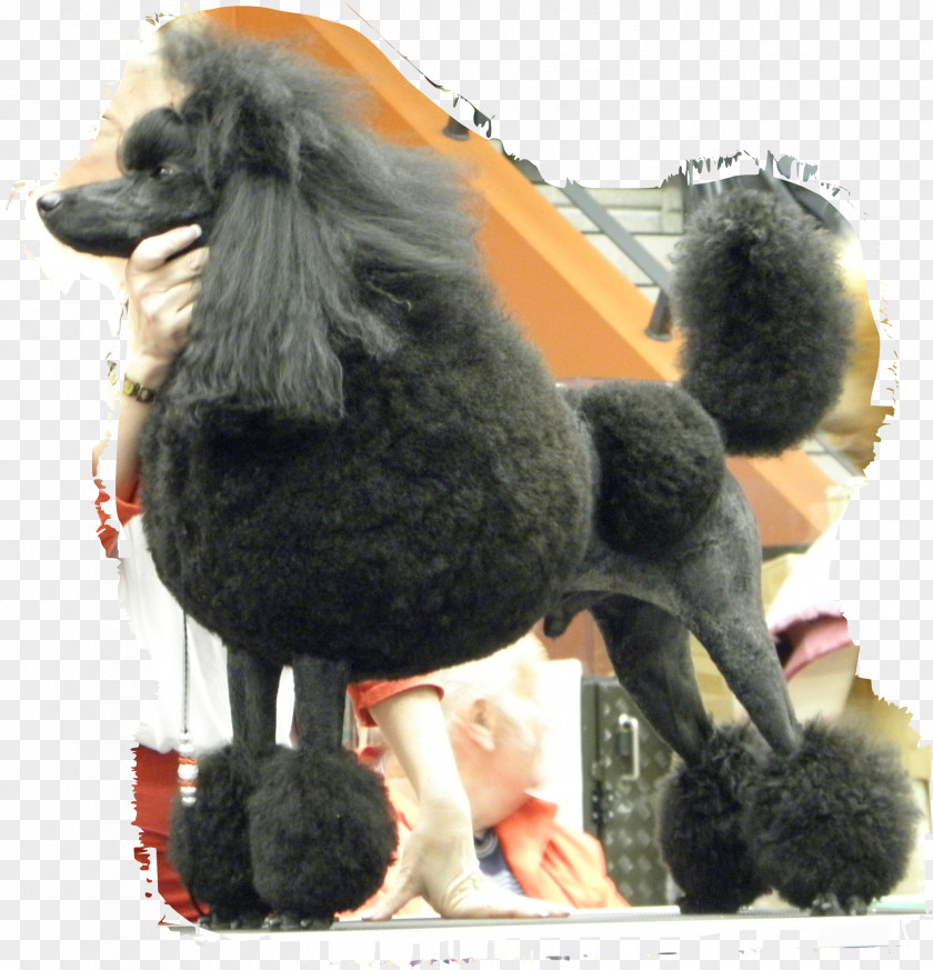 Poodle Standard Miniature Dog Breed Companion PNG