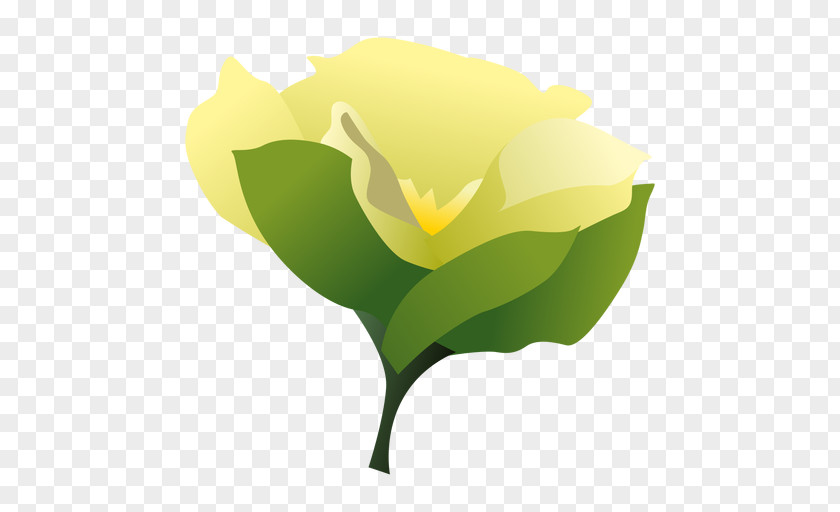 Animation Cape Jasmine Desktop Wallpaper Gardenia Taitensis PNG