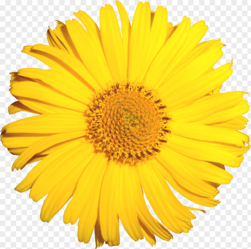 Gazania Flower Common Dandelion Yellow Stock Photography Transvaal Daisy PNG