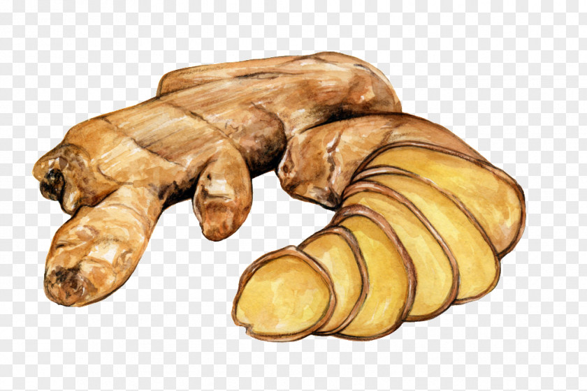 Ginger Watercolor Ginseng ExtenZe Alpinia Galanga PNG