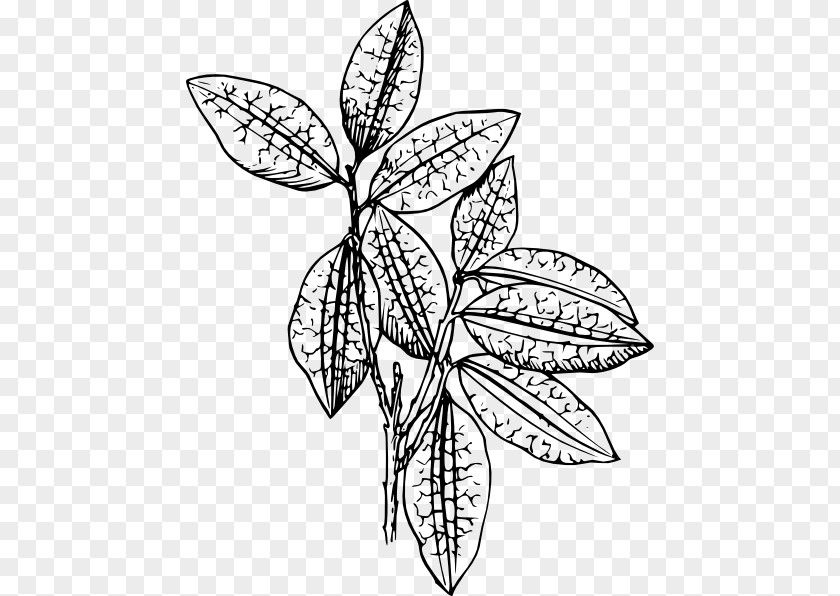 Jungle Leaf Plant Drawing Clip Art PNG