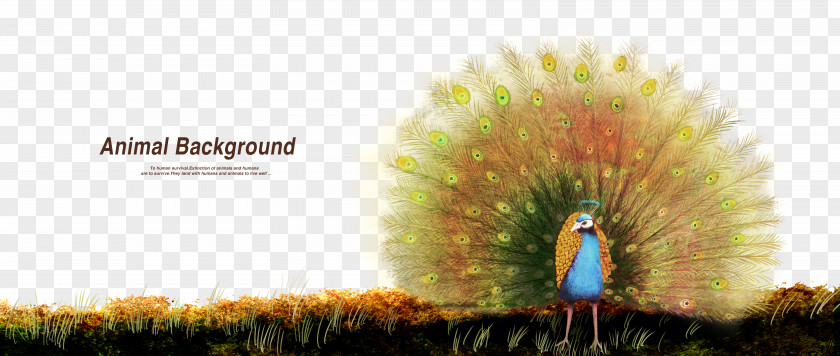 Peacock Painting Creative Advertising Graphic Design PNG