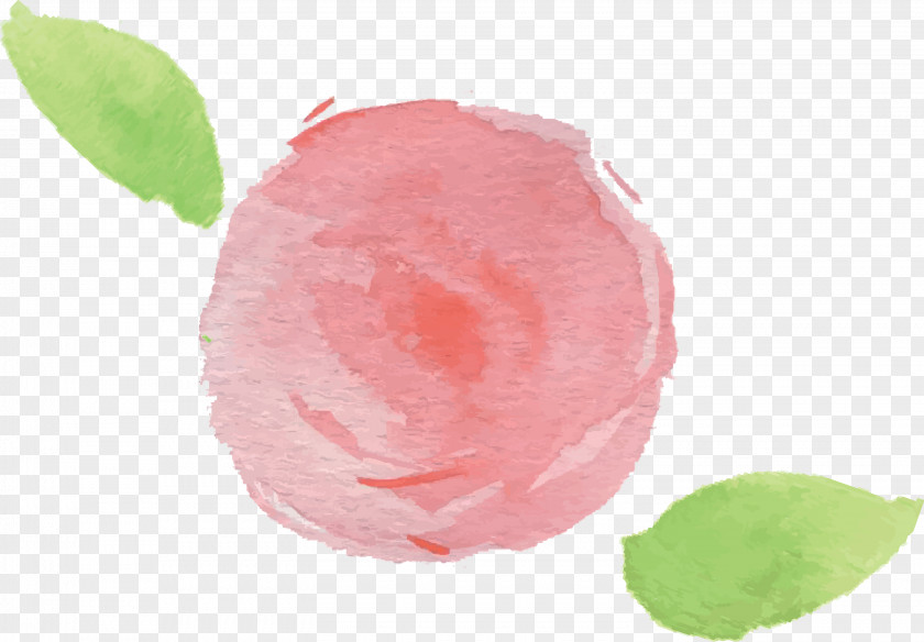 Pink Plant Fruit Flower PNG