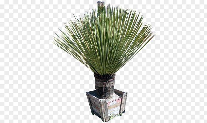 Plant Sotol Dasylirion Wheeleri Longissimum Acrotrichum Furcraea PNG