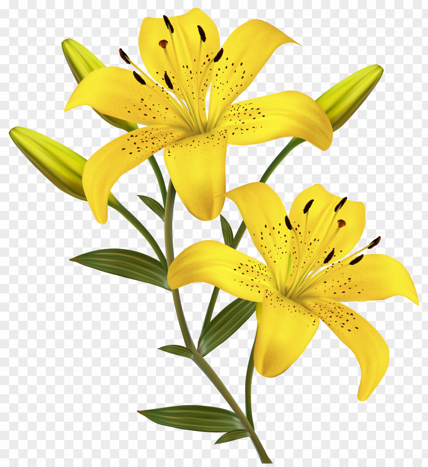 Yellow Lilies Clipart Image Flower Easter Lily Clip Art PNG