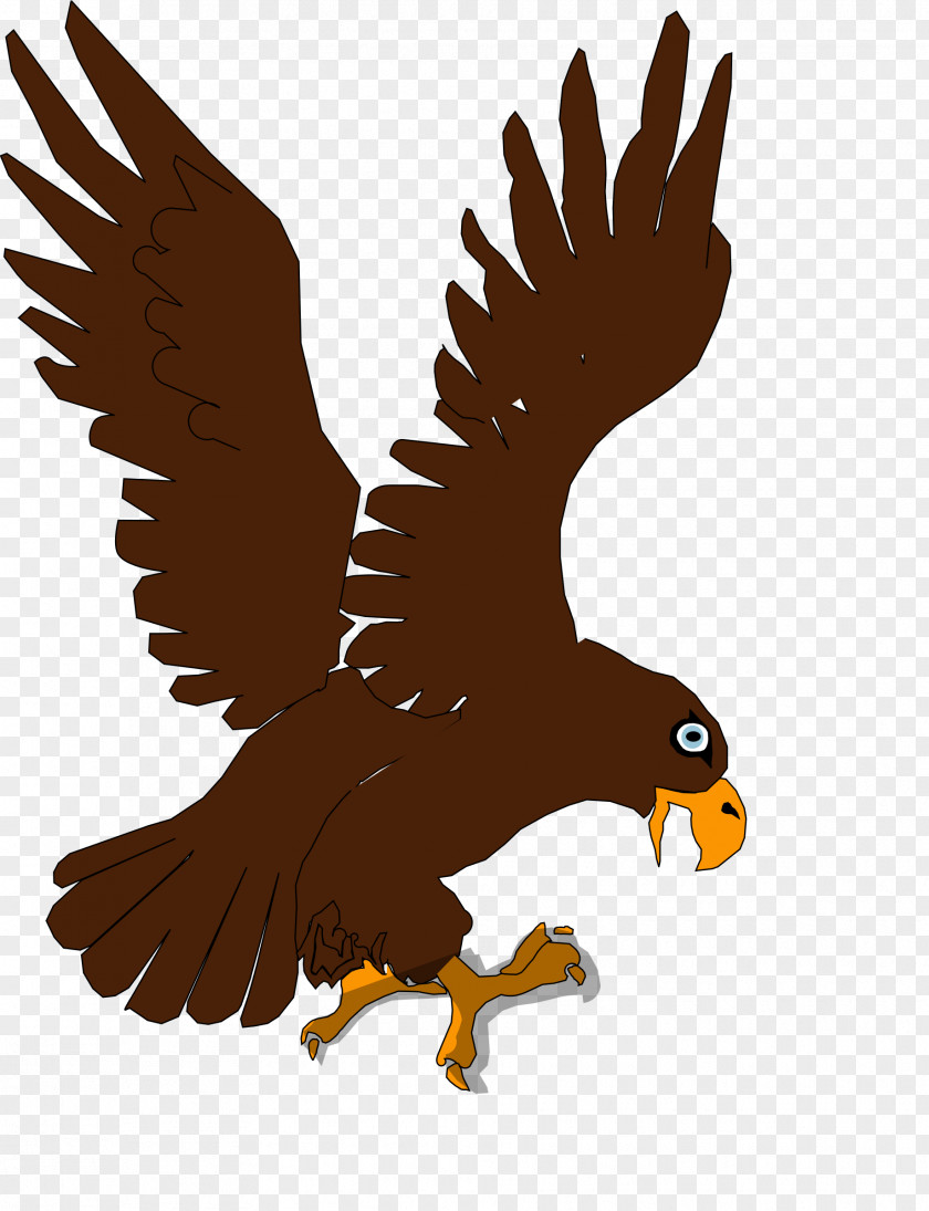 Cartoon Eagle Bald Bird Of Prey Child PNG