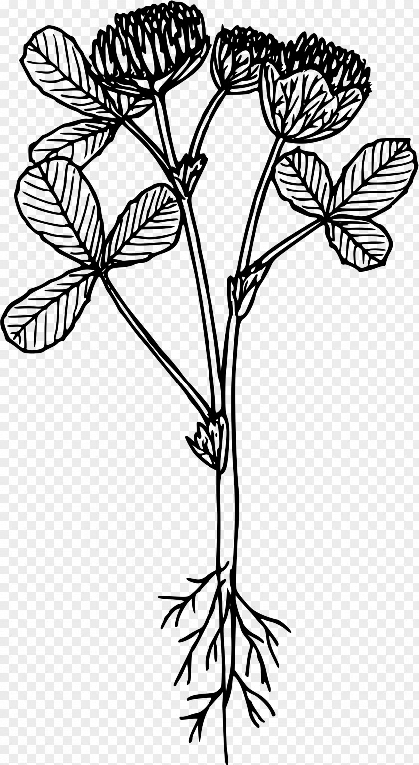 Clover Line Art Drawing Flower Clip PNG