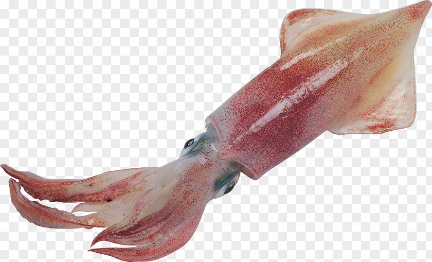 European Squid Octopus Cephalopod Giant PNG