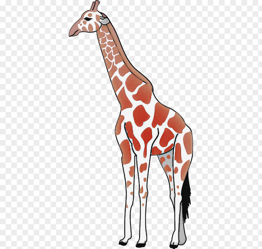 Giraffe Giraffidae Wildlife Neck Joint PNG